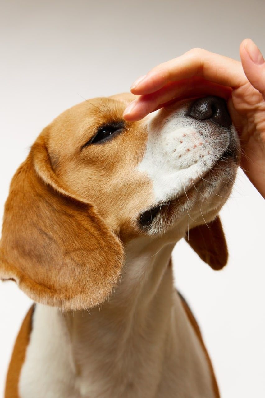 Pet Products
